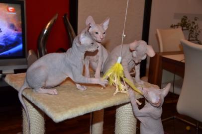 Don Sphynx Babys suchen neues Zuhause