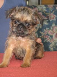 Br�sseler und Belgischer Griffon Welpen