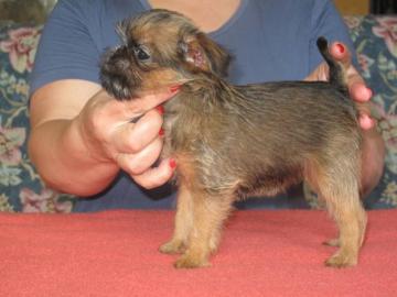 Br�sseler und Belgischer Griffon Welpen
