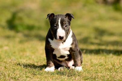 Wundersch�ne Miniatur Bullterrier Welpen