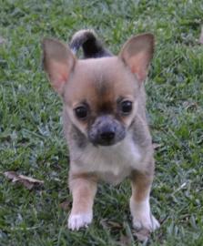 Liebevolle Erh?ltlich Mini-Chihuahua-Wel