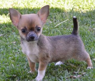 Liebevolle Erh?ltlich Mini-Chihuahua-Wel