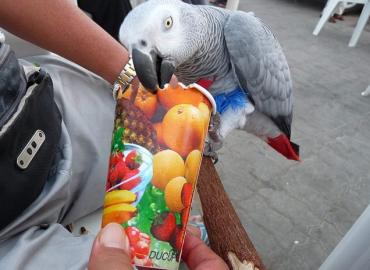 Graupapageien babys und macaw papageien