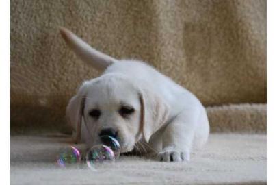 Labrador Welpen in der Farbe charcoal