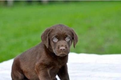 Labrador Welpen in der Farbe charcoal