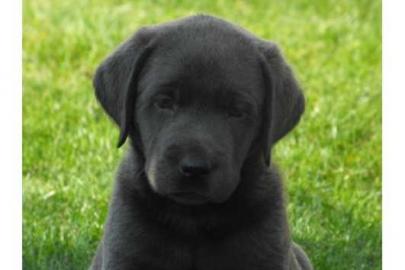 Labrador Welpen in der Farbe charcoal