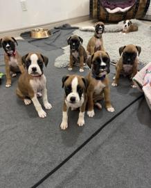 Boxer Welpen (M�dchen und Rude) mit Papi