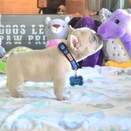 Franz�sische Bulldog Welpen
