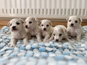 Bichon frise welpen -reinrassigh