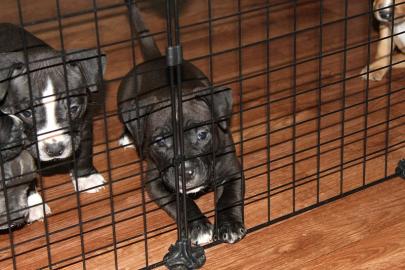 Magnificent American Pitbull Terrier