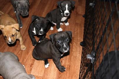 Magnificent American Pitbull Terrier