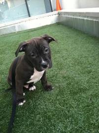 Magnificent American Pitbull Terrier