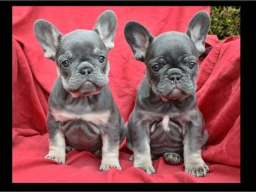 Franz?sische Bulldoggen Welpen