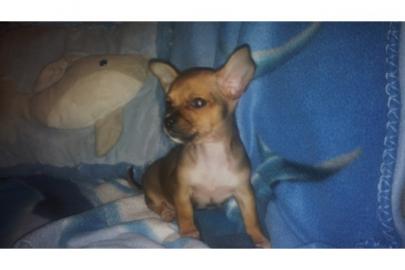 S�sse Chihuahua-Welpen mit VDH/FCI Papie