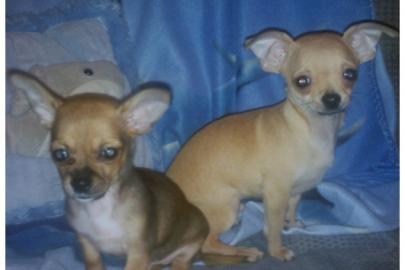 S�sse Chihuahua-Welpen mit VDH/FCI Papie