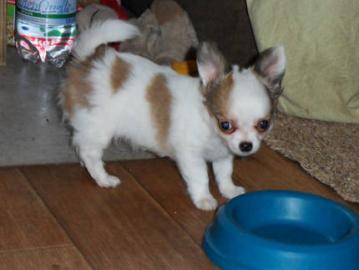 Mini-Chihuahua-Welpen (Langhaar u.  Kurzh