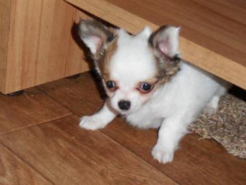Mini-Chihuahua-Welpen (Langhaar u.  Kurzh