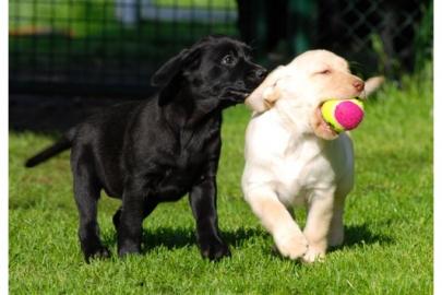 sch�ne Labrador Retriever Babys
