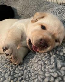 Wundersch?ne Labrador Retriever Welpen z