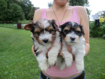 Liebevolle Biewer Yorkshire Terrier Welp