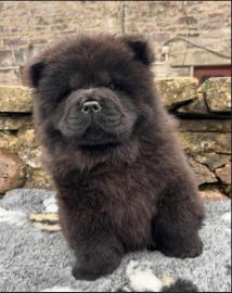 S��e Chow Chow Welpen whatsapp nummer +4