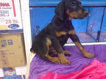 s??en Dobermann Welpen