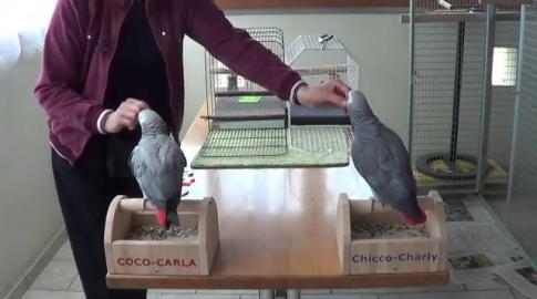 2 Graupapageien Jungtiere in Liebevolle