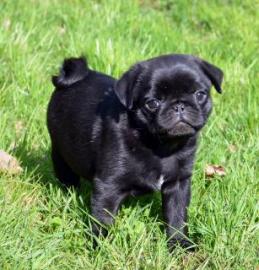 Mops Welpe an verantwortungs- und lieb