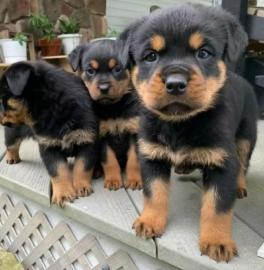 Rottweiler-Welpen suchen ein liebevolles