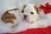 sch�ne Englisch Bulldogge Welpen zum Ver