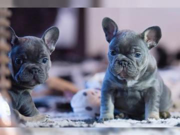 Franz�sische Bulldogge R�de Red /Fawn!