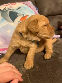 HOCHWERTIGE GOLDEN RETRIEVER WELPEN