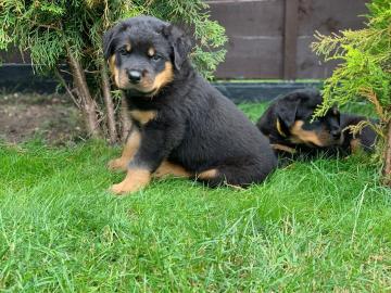 Rottweiler-Welpen zu verkaufen