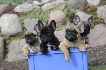 Franz�siche Bulldoggen Welpen