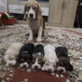 Kerry Beagle Welpen zu verkaufen!