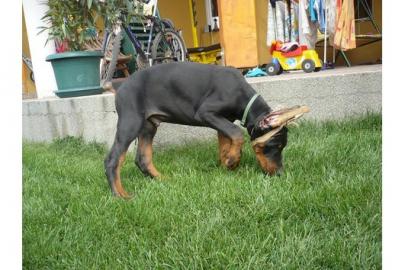 Sch�ne reinrassige Dobermannwelpen mit P