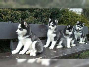 Reinrasse Siberian Husky Welpen