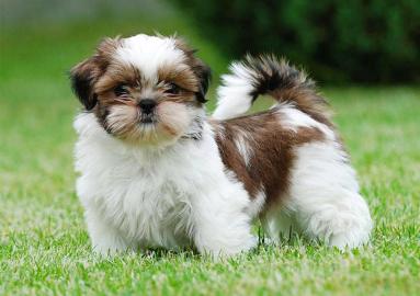 Shih Tzu Welpen