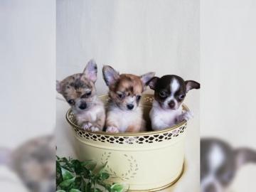 Sch?ne zwei Chihuahua-Welpen
