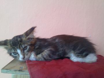 SEHR SCH�NE MAINE COON!