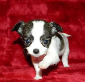 Mini Chihuahua Welpen (weiblich) &(m�nnl
