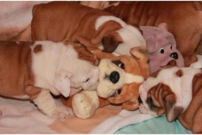Englische Buldogge wundersch�ne
