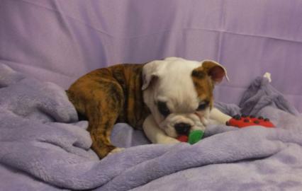 Englische Bulldogge Welpen mit Papieren