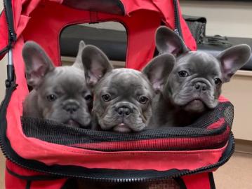 sch�ne franz�sische Bulldogge