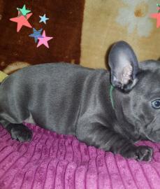 sch�ne franz�sische Bulldogge