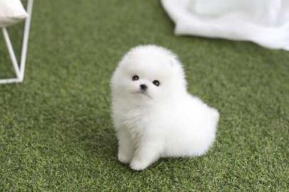 Superkleine Erh?ltlich Pomeranian Zwergs