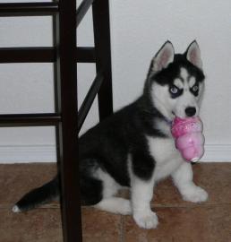 siberian Husky Welpen reinrassige