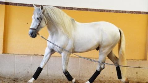 Pre-Grey Hengst