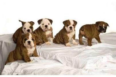 * Exclusive* English Bulldog Welpen m.  A