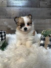 MINI Pomeranian Welpen. 